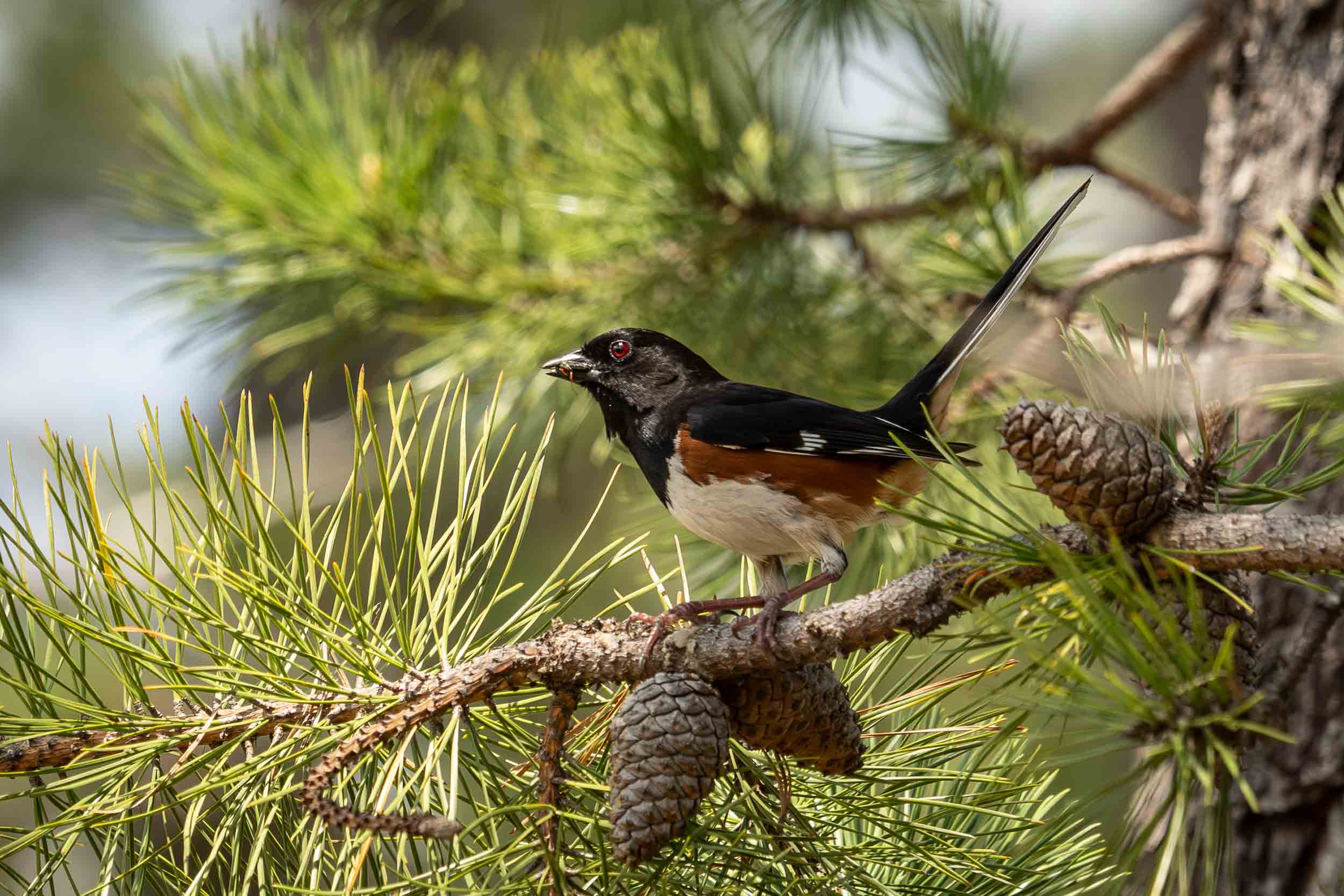 Eastern Towhee