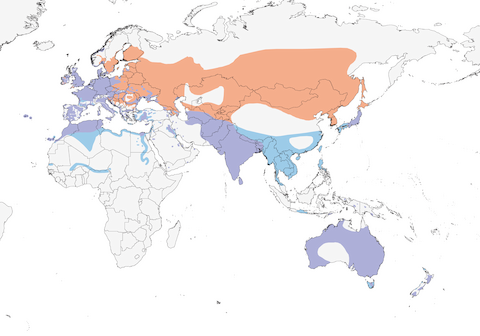 Eurasian Coot range map