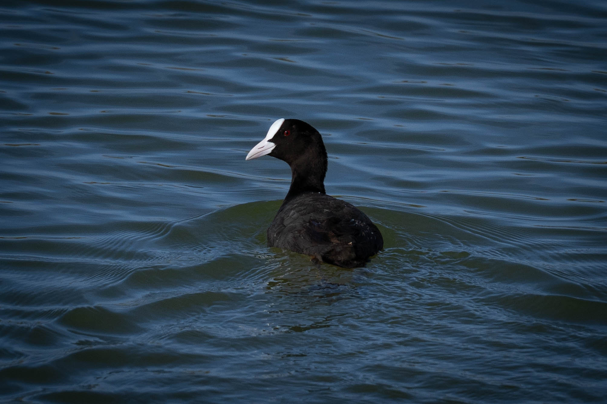 Eurasian Coot