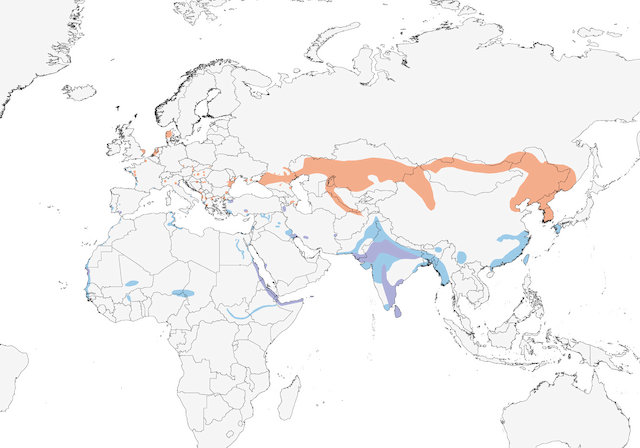 Eurasian Spoonbill range map