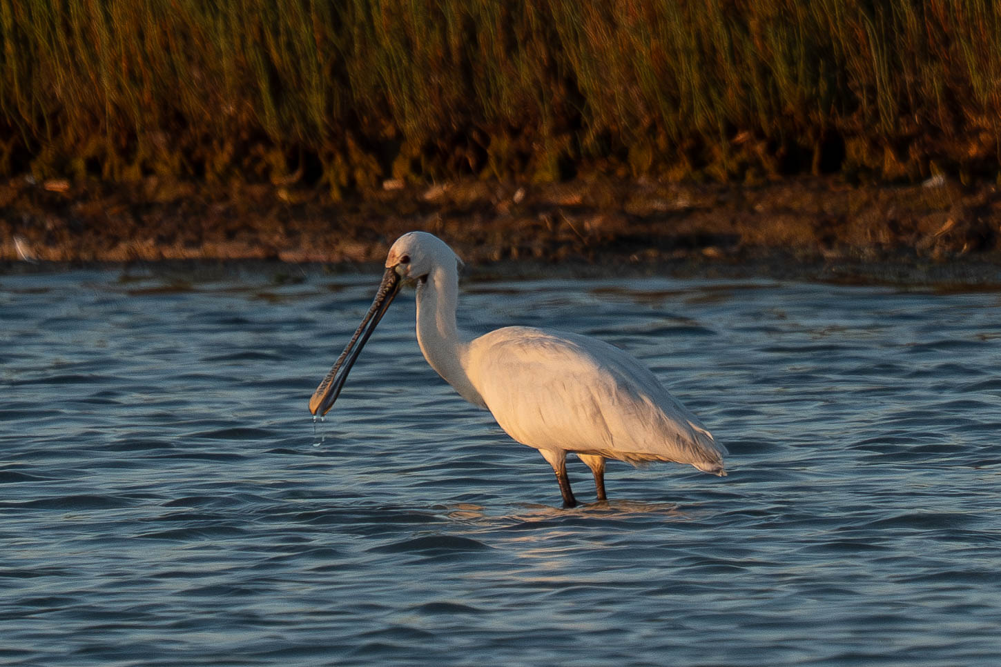 Eurasian Spoonbill