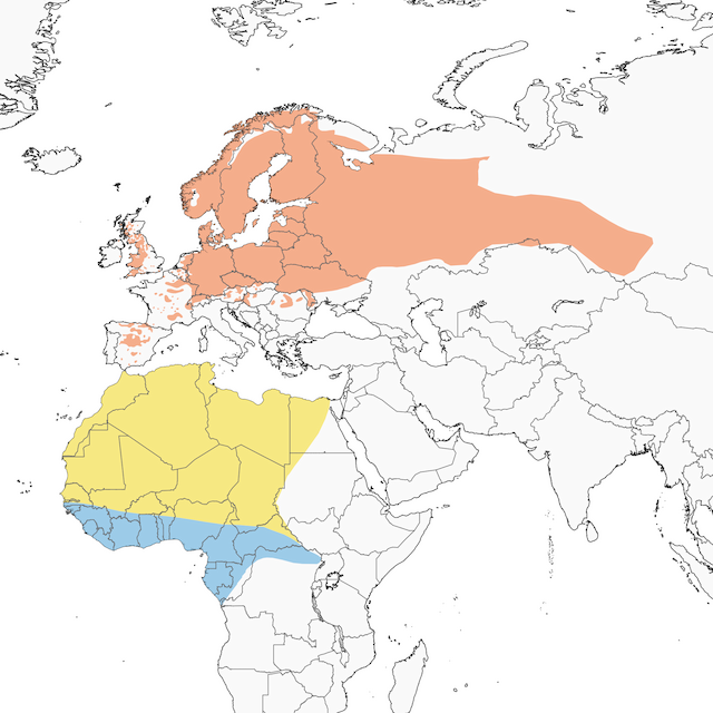 European Pied Flycatcher range map