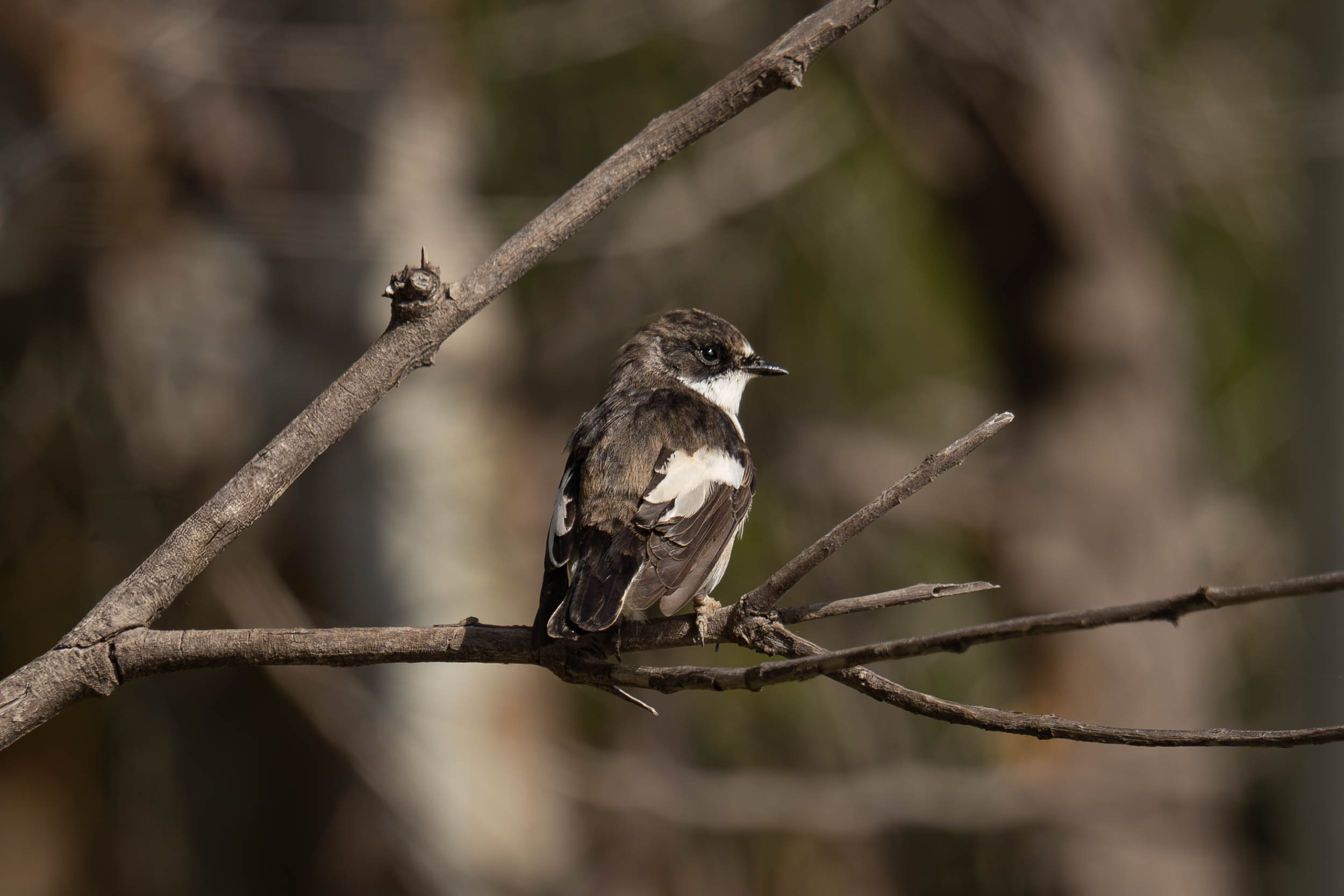 European Pied Flycatcher