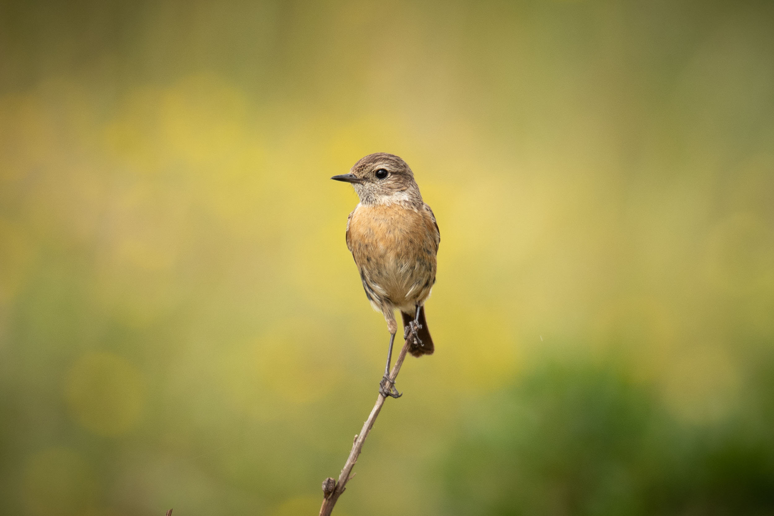 European Stonechat