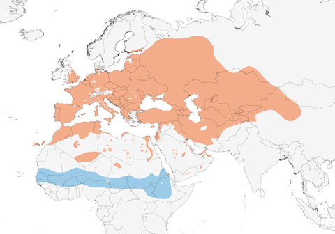 European Turtle Dove range map