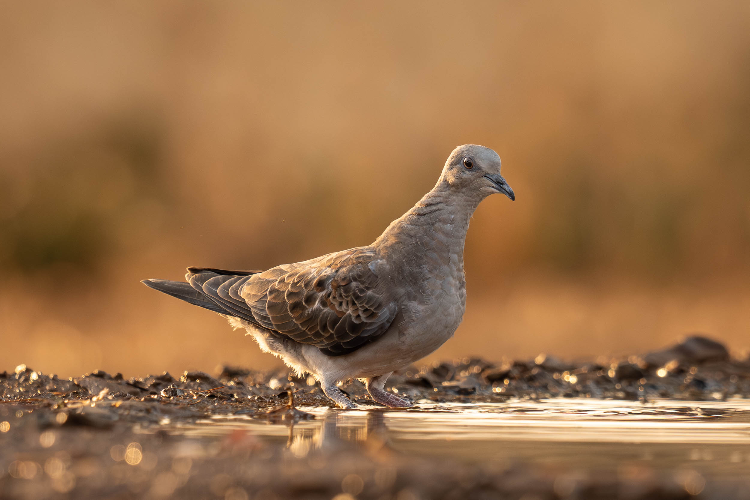 European Turtle Dove