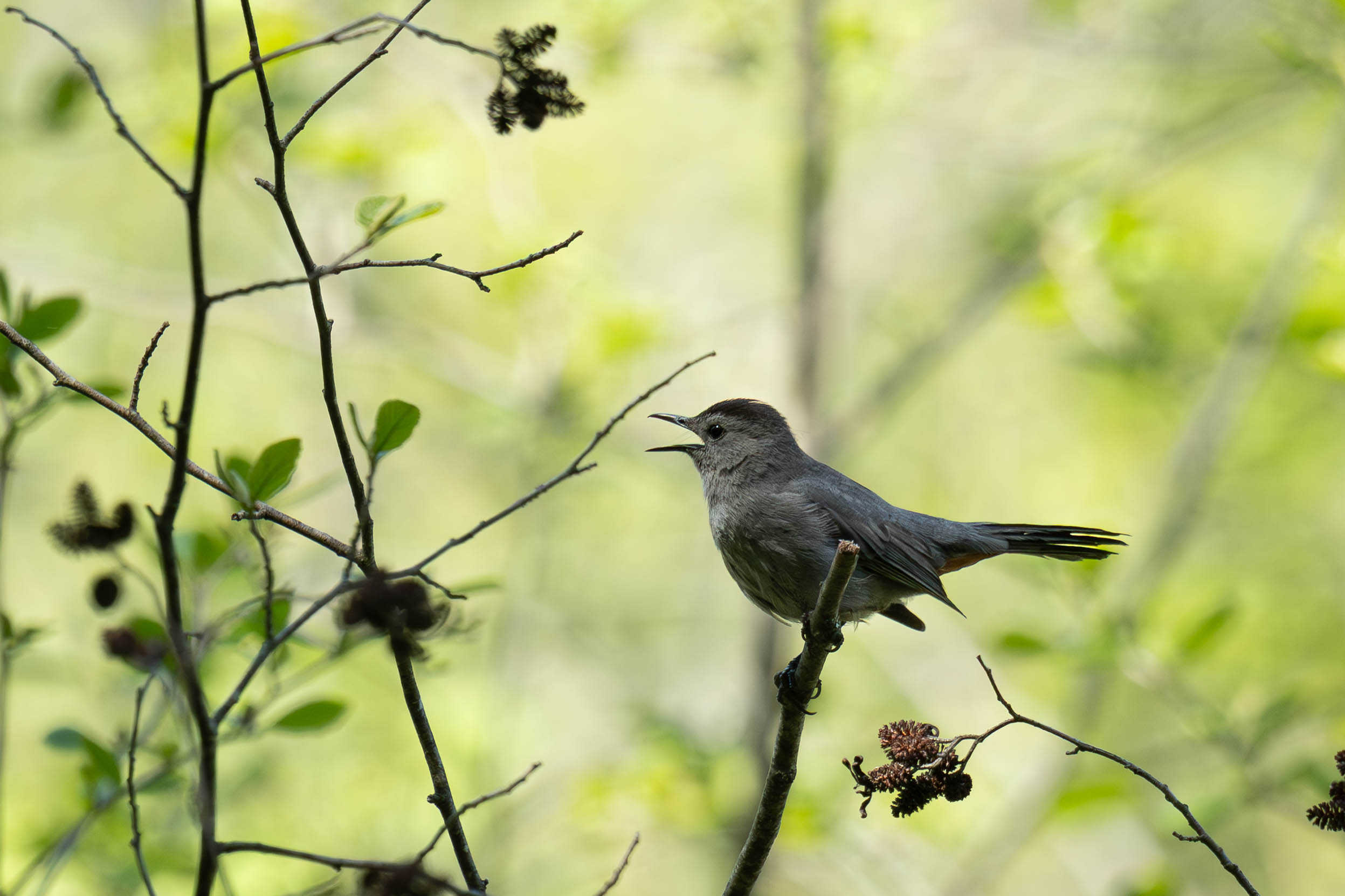 Gray Catbird