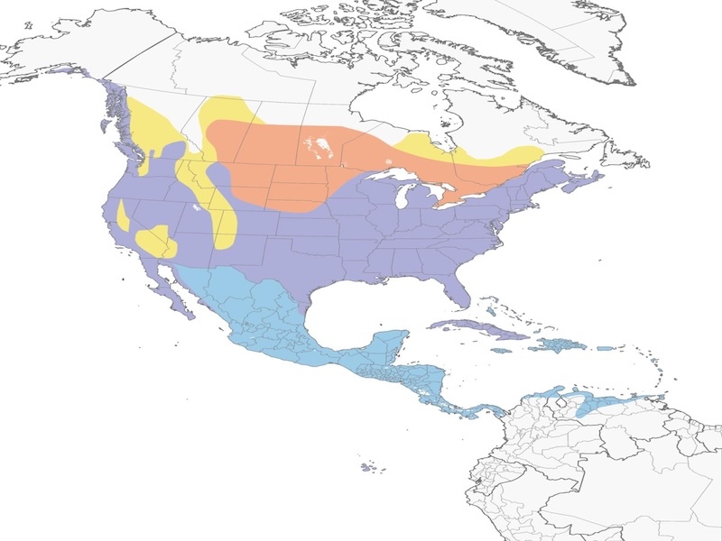 Great Blue Heron range map