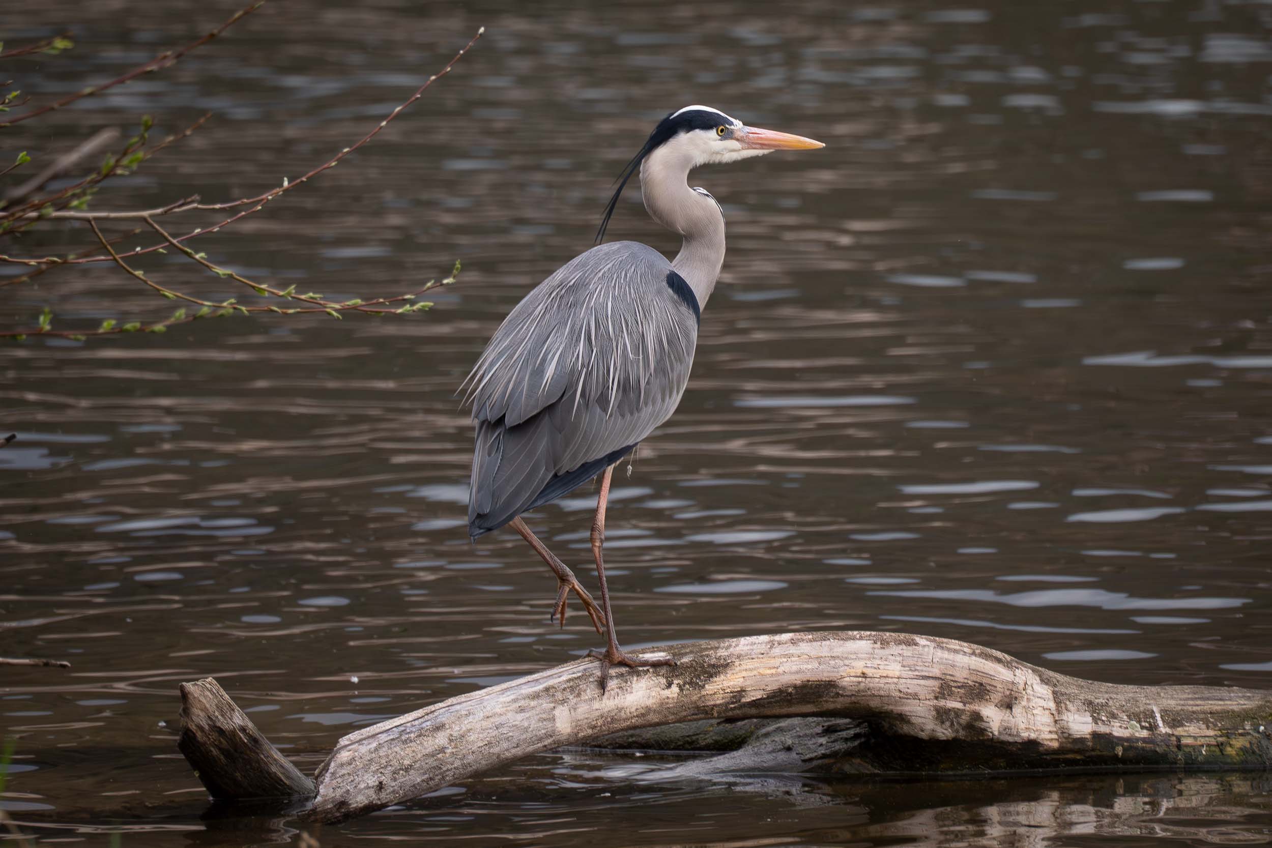 Great Blue Heron