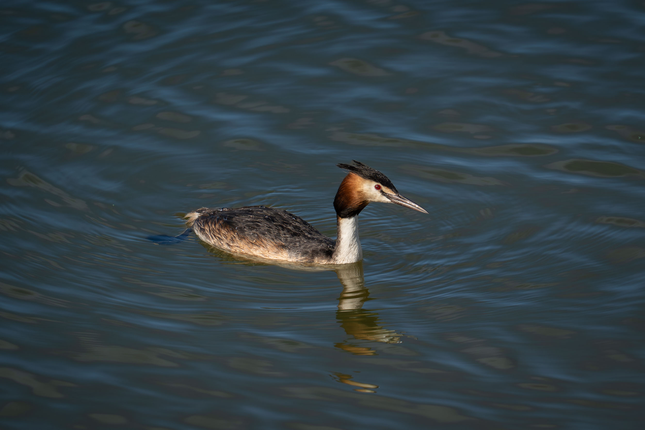 Great Crested Grebe