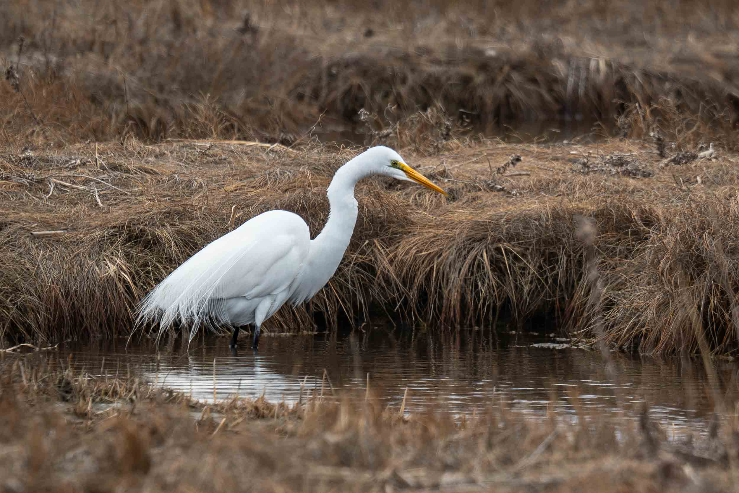 Great Egret