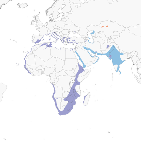 Greater Flamingo range map