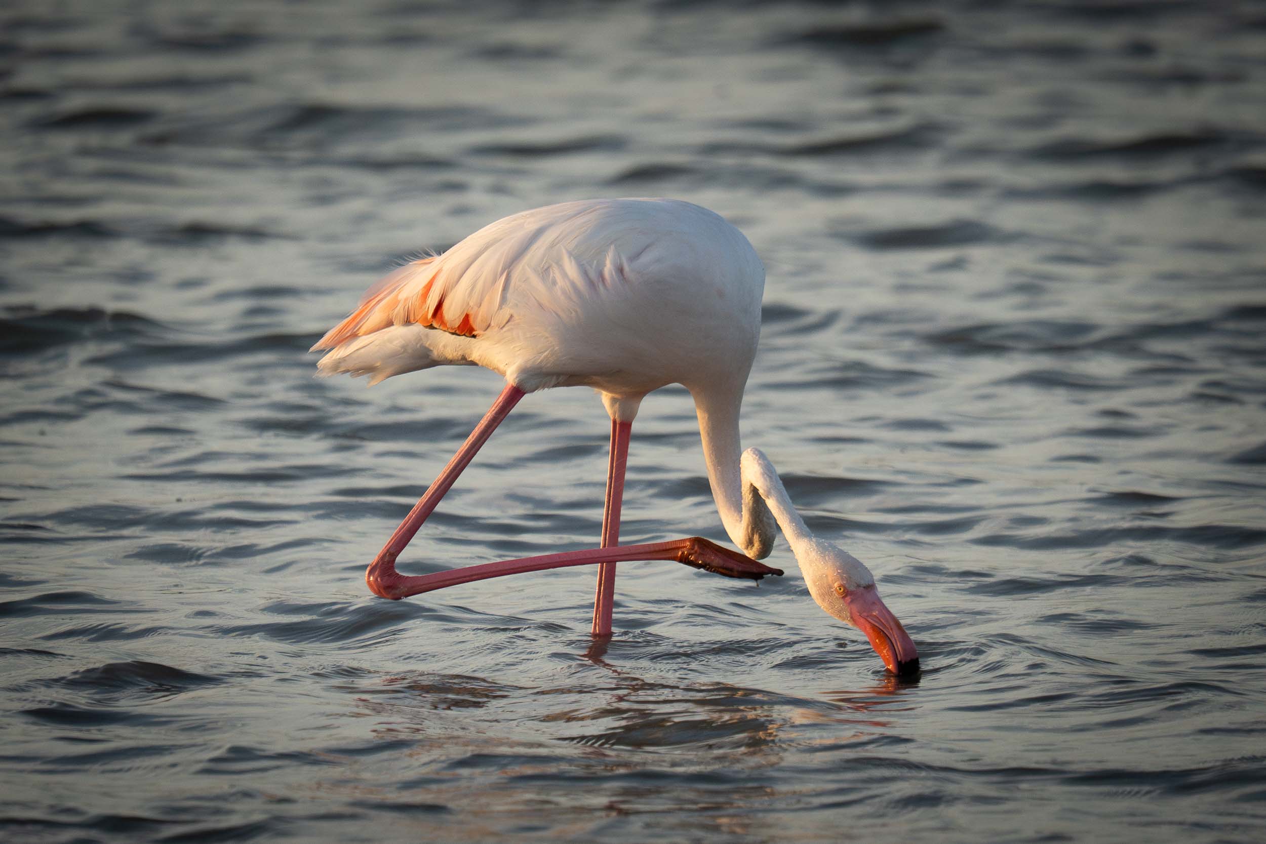 Greater Flamingo