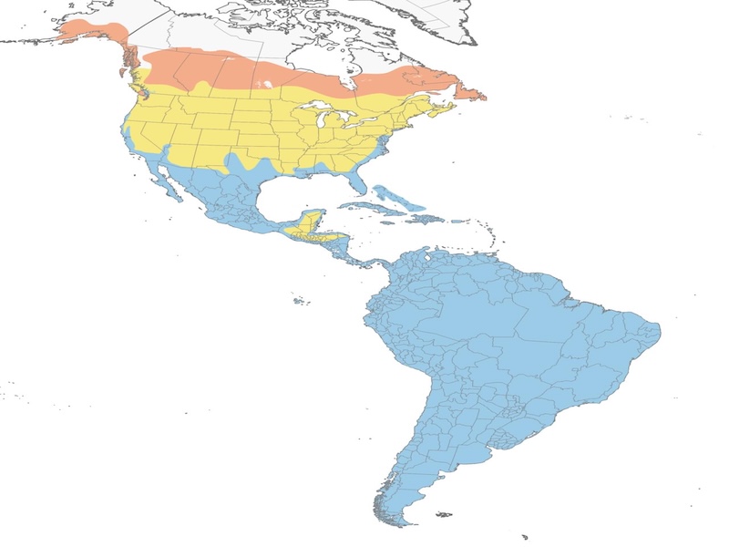 Greater Yellowlegs range map