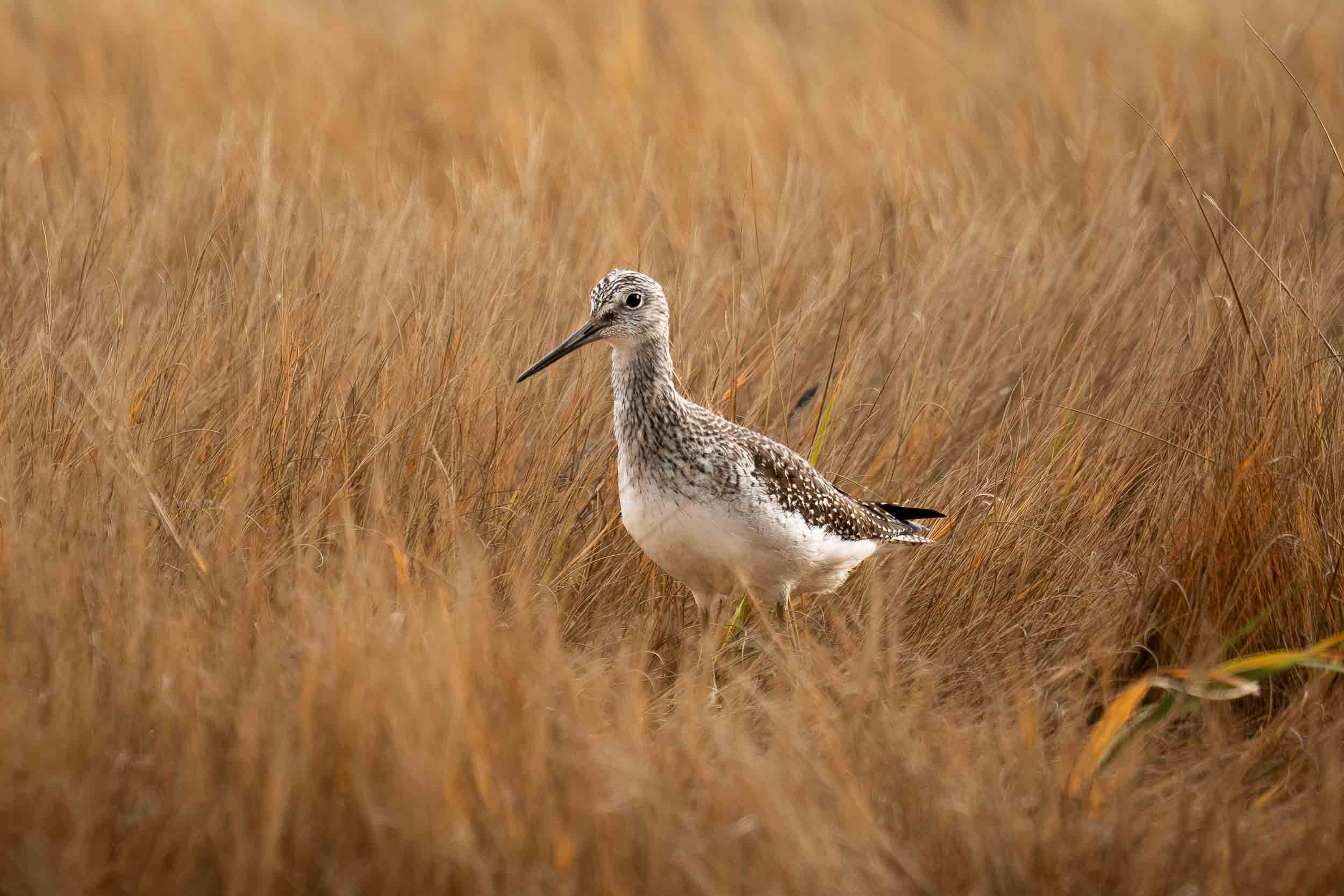 Greater Yellowlegs