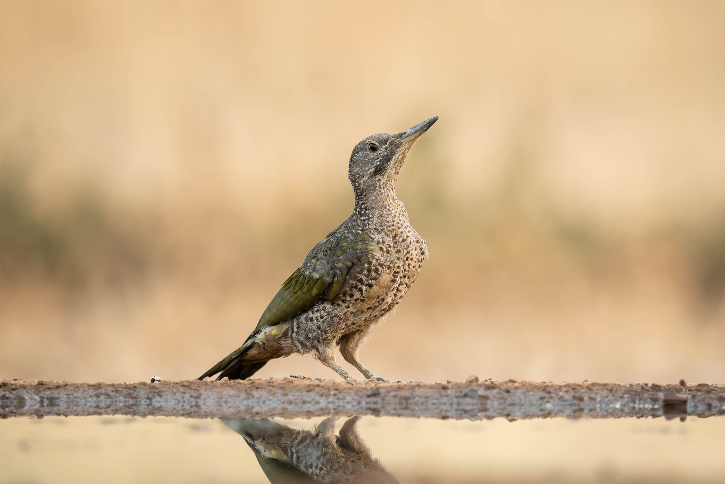 Iberian Woodpecker