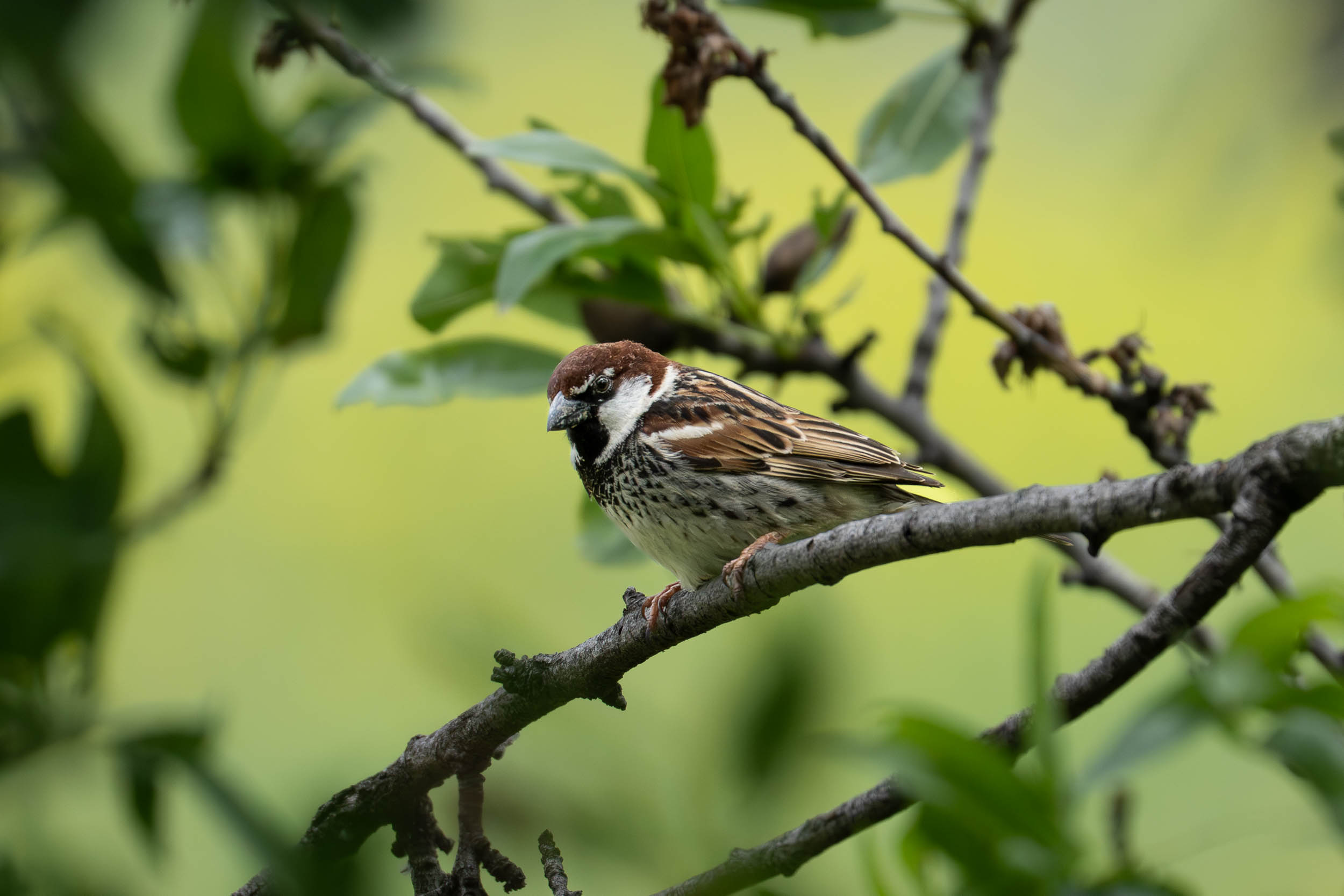 Italian Sparrow