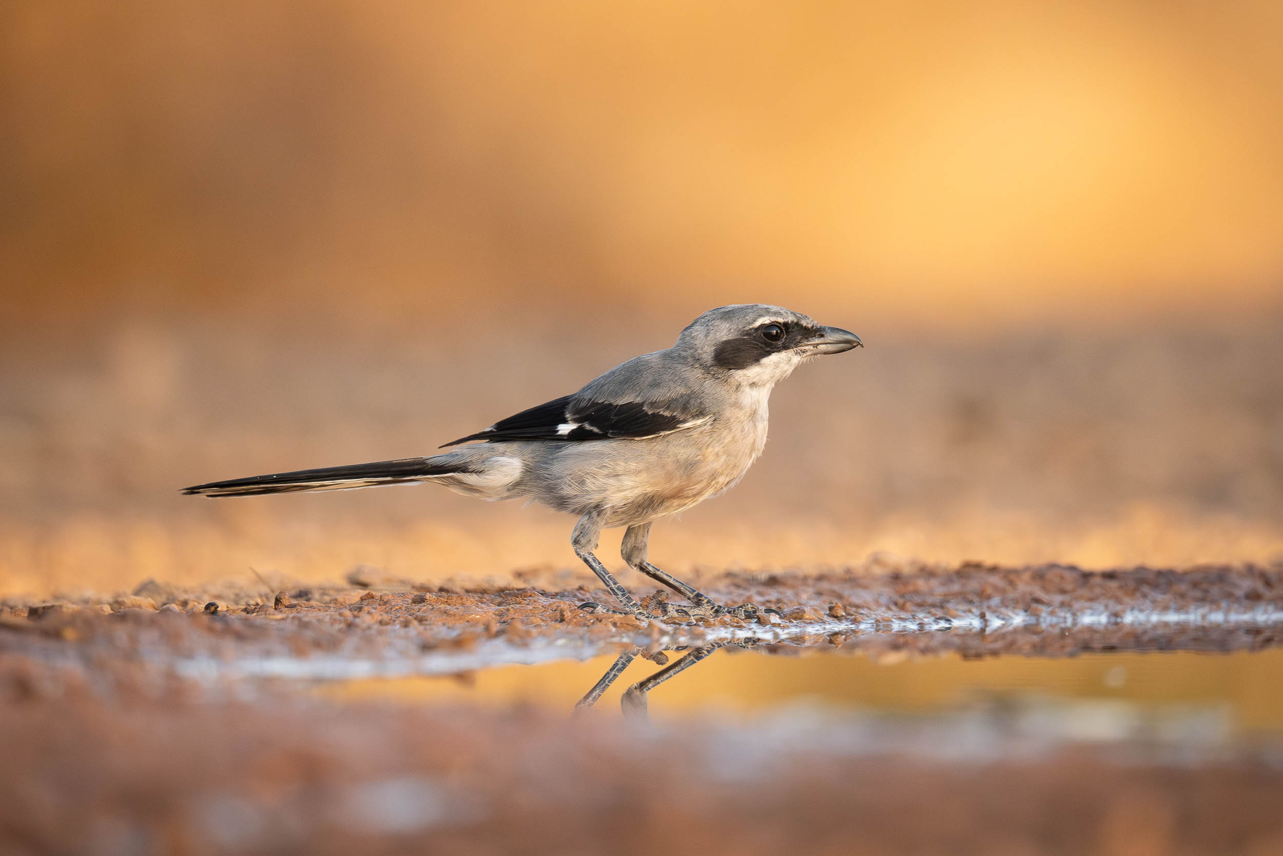 Loggerhead Shrike