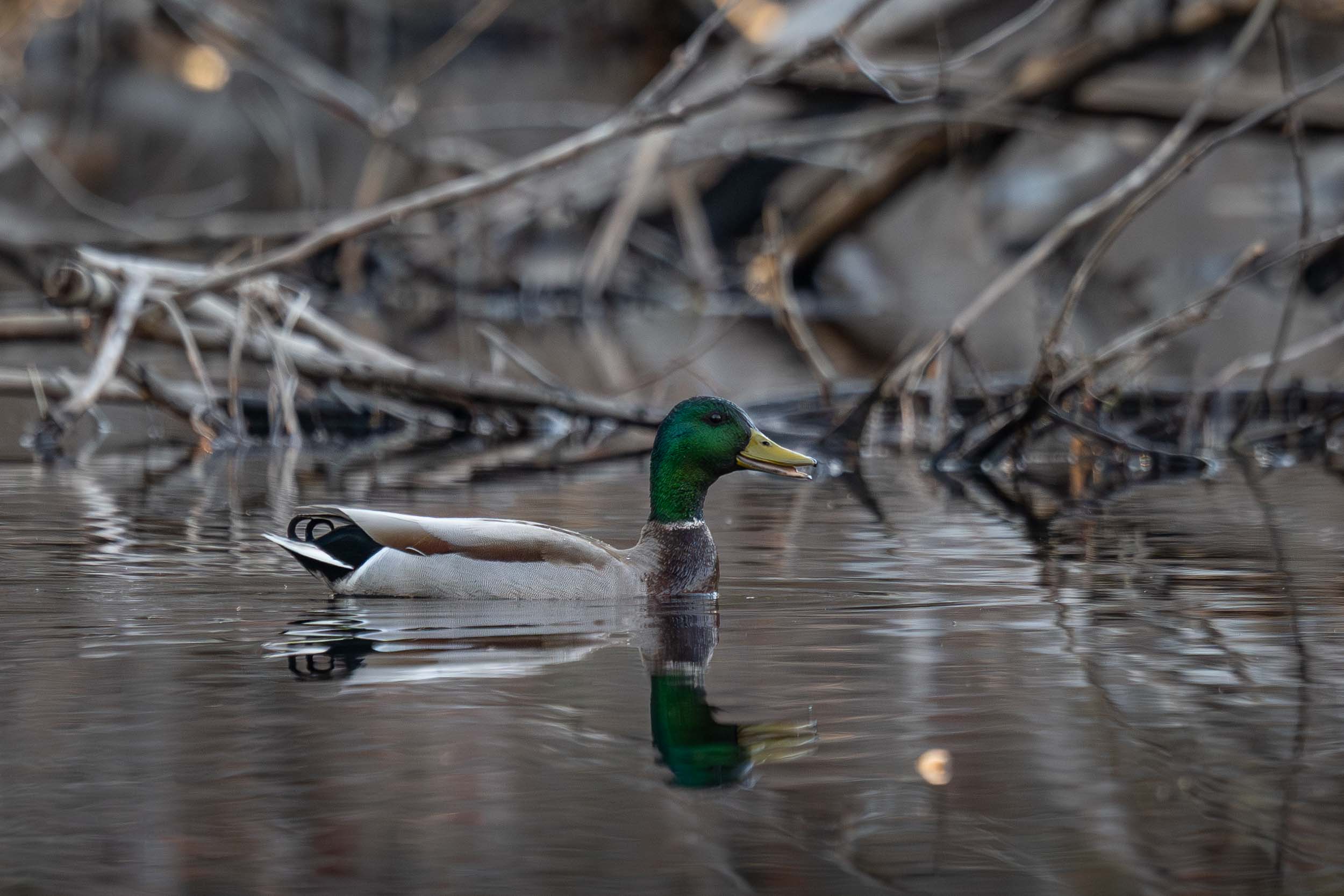 Mallard
