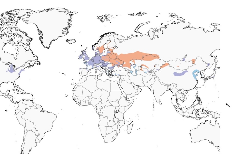 Mute Swan range map