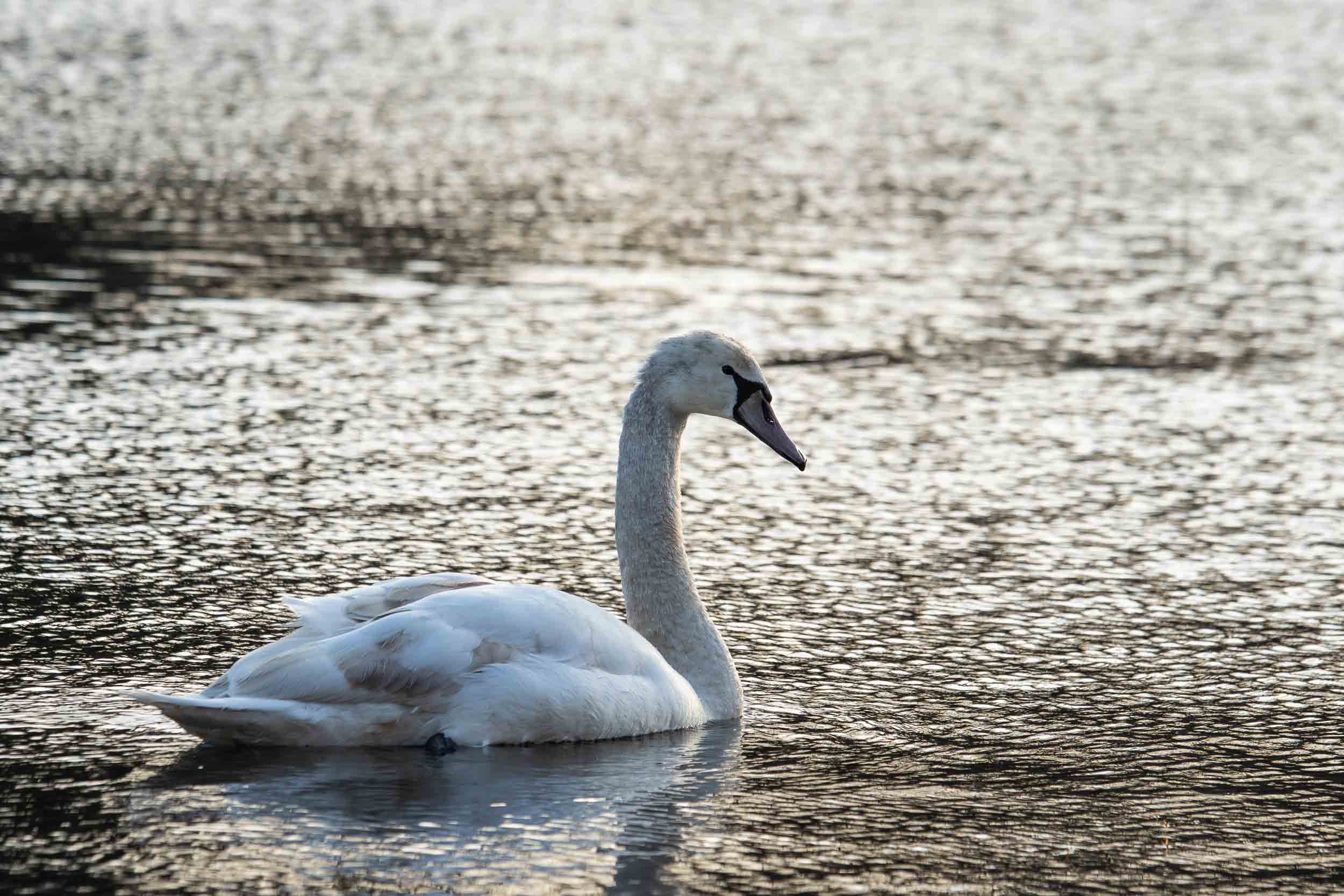 Mute Swan