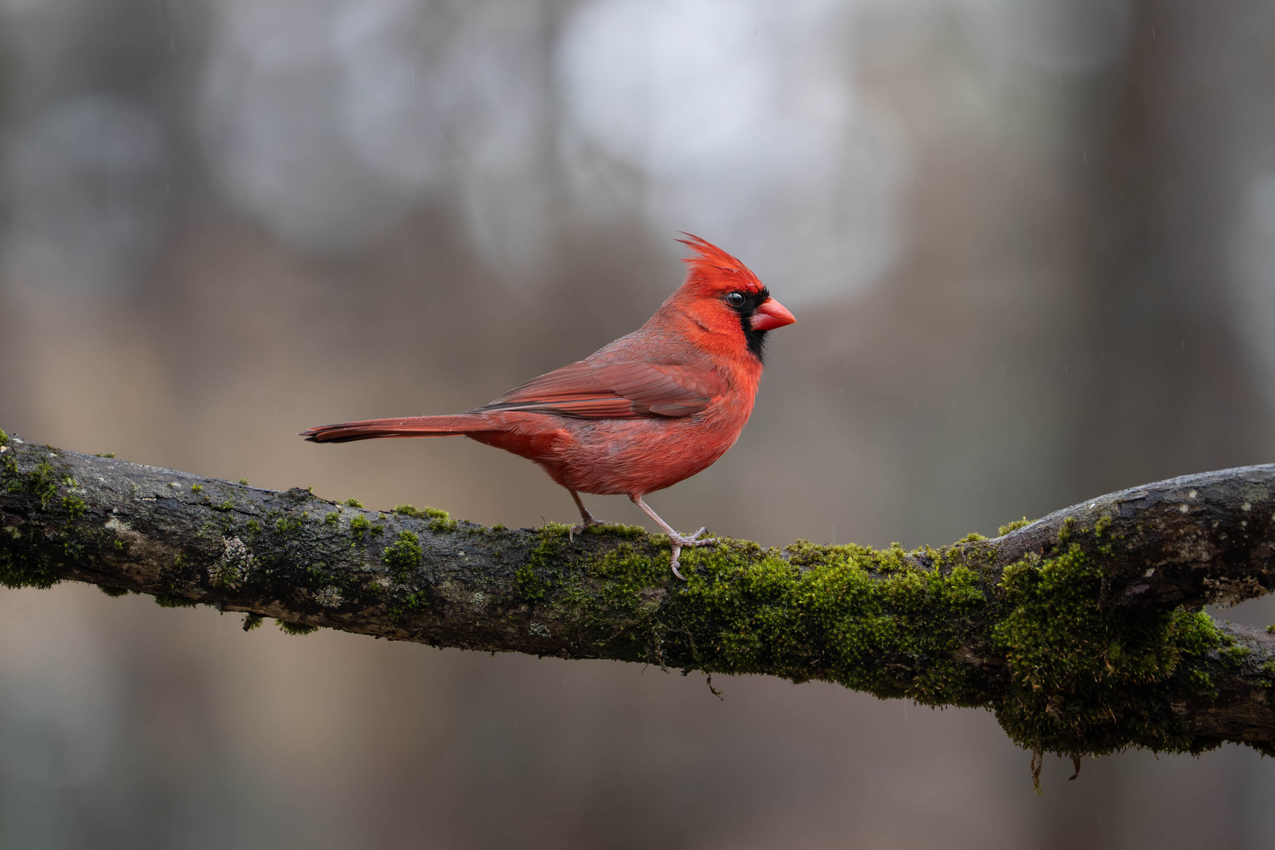 Northern Cardinal