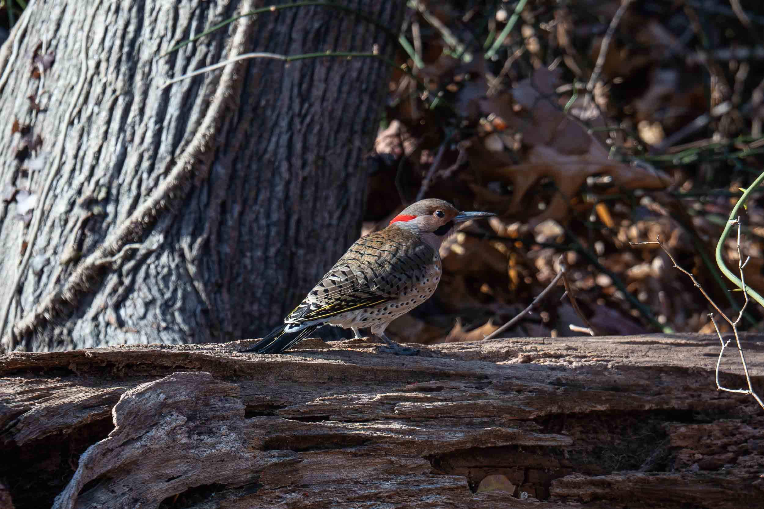 Northern Flicker