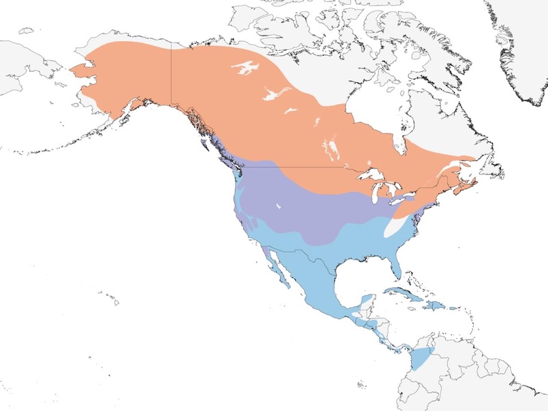 Northern Harrier range map