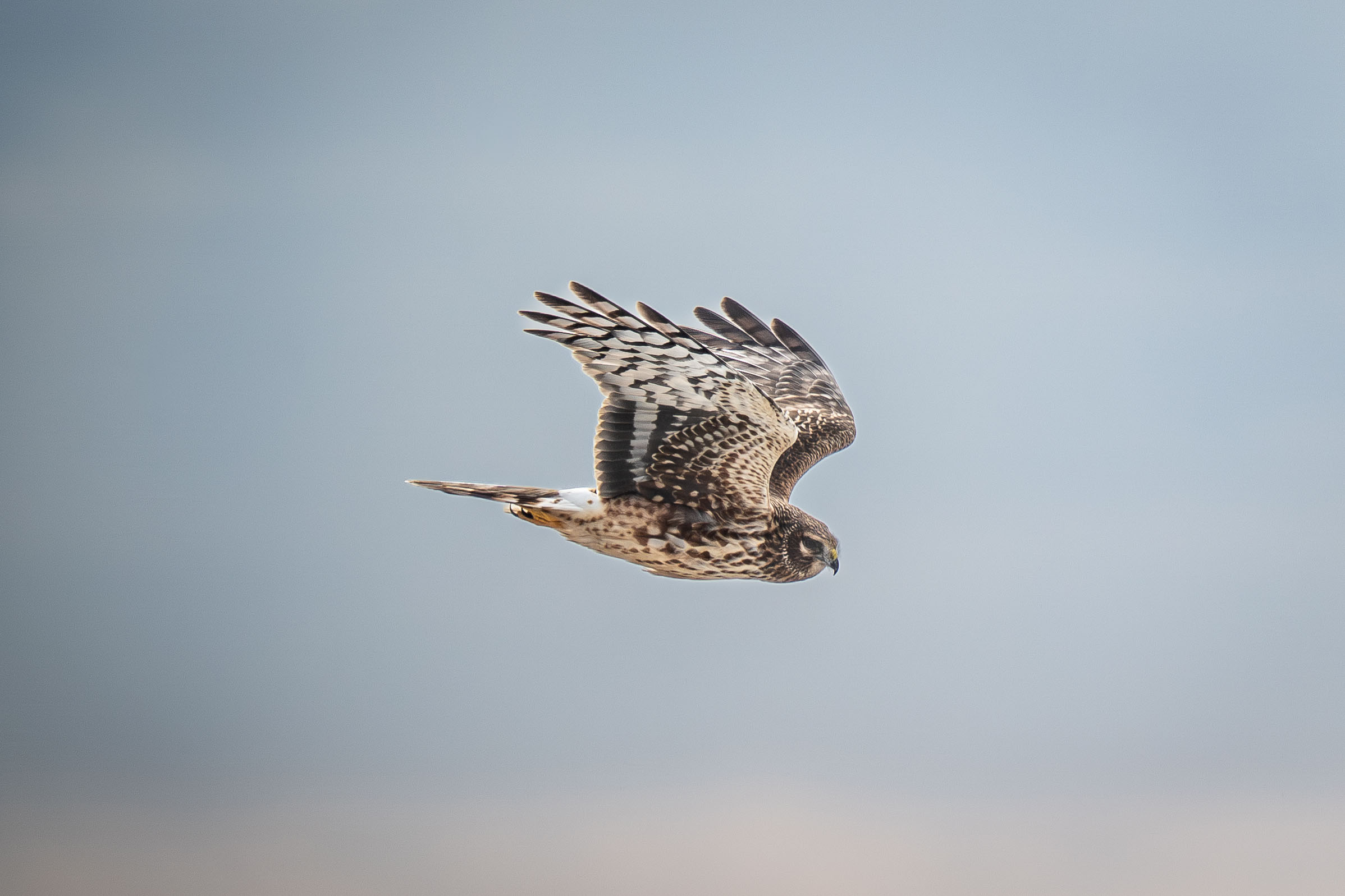 Northern Harrier