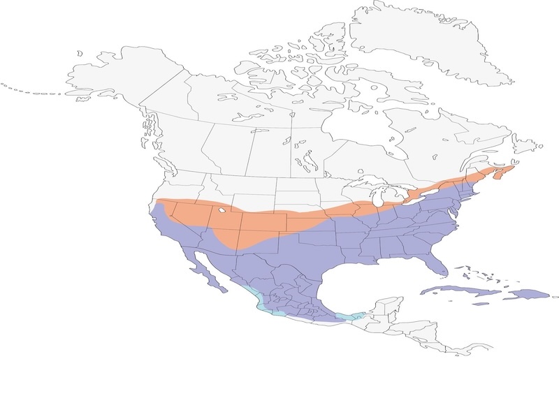 Northern Mockingbird range map