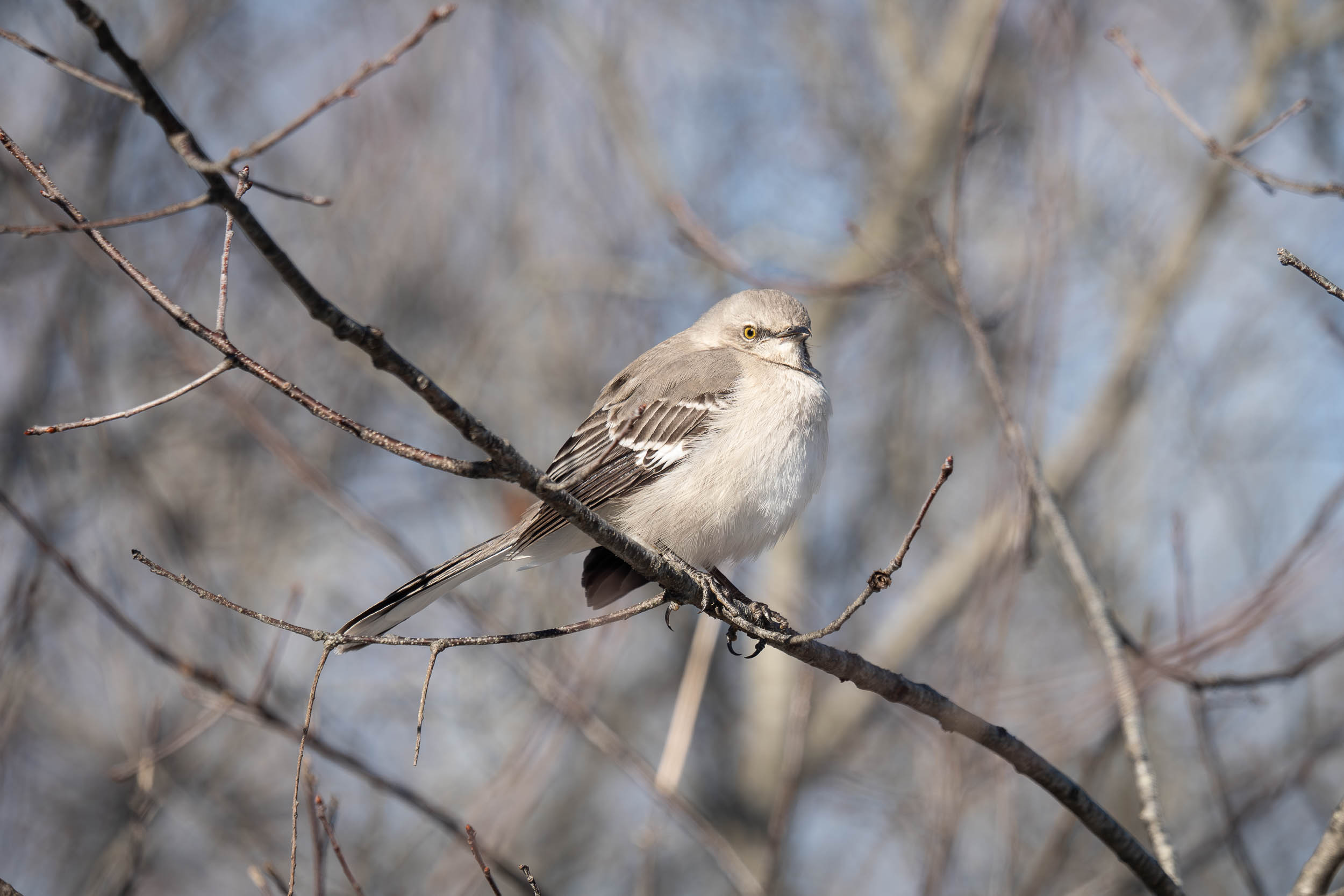 Northern Mockingbird