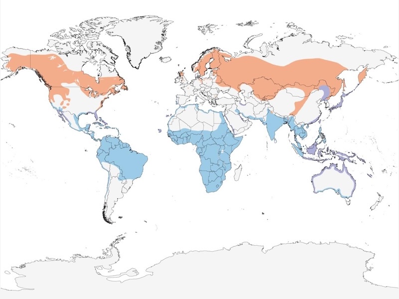 Osprey range map