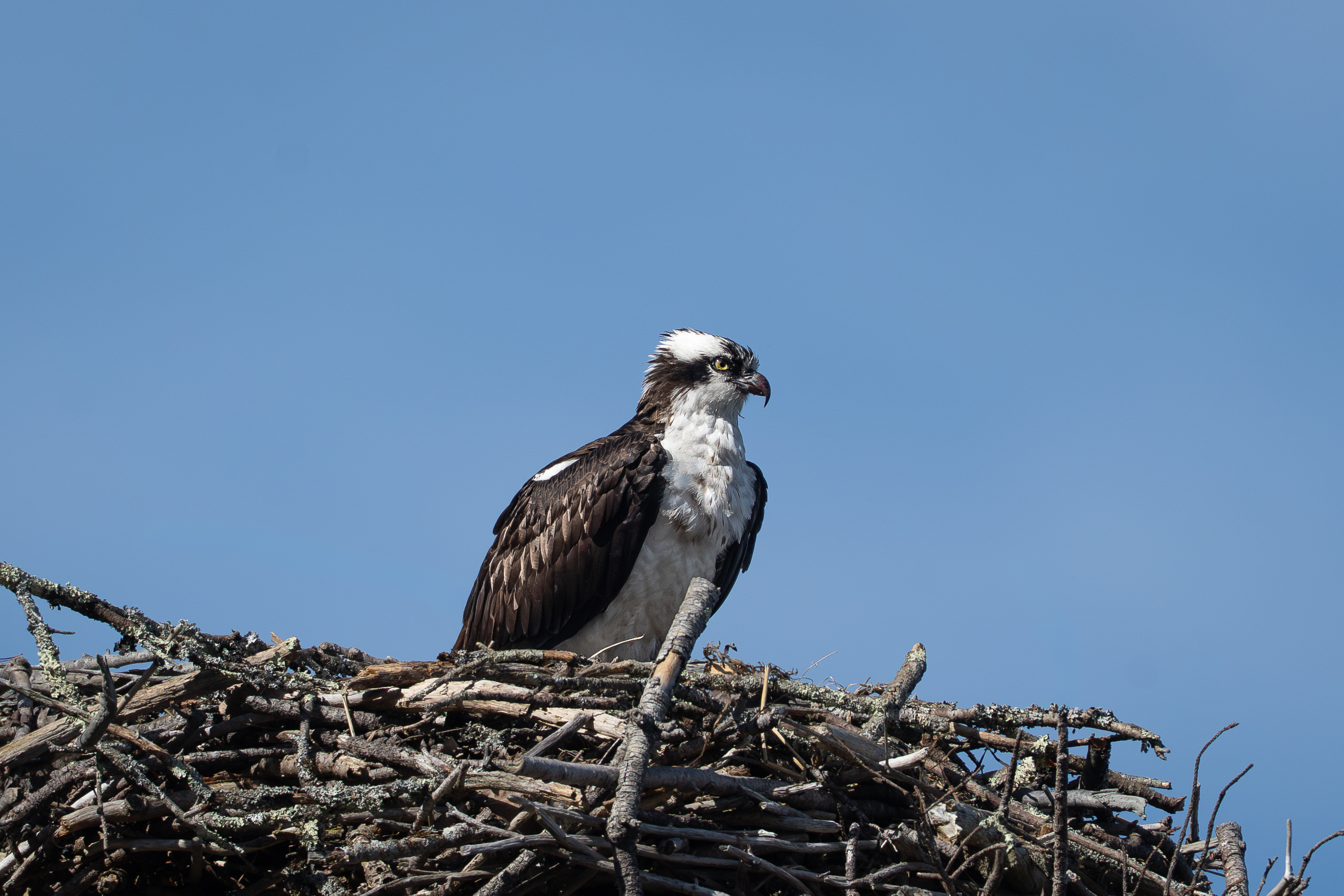 Osprey