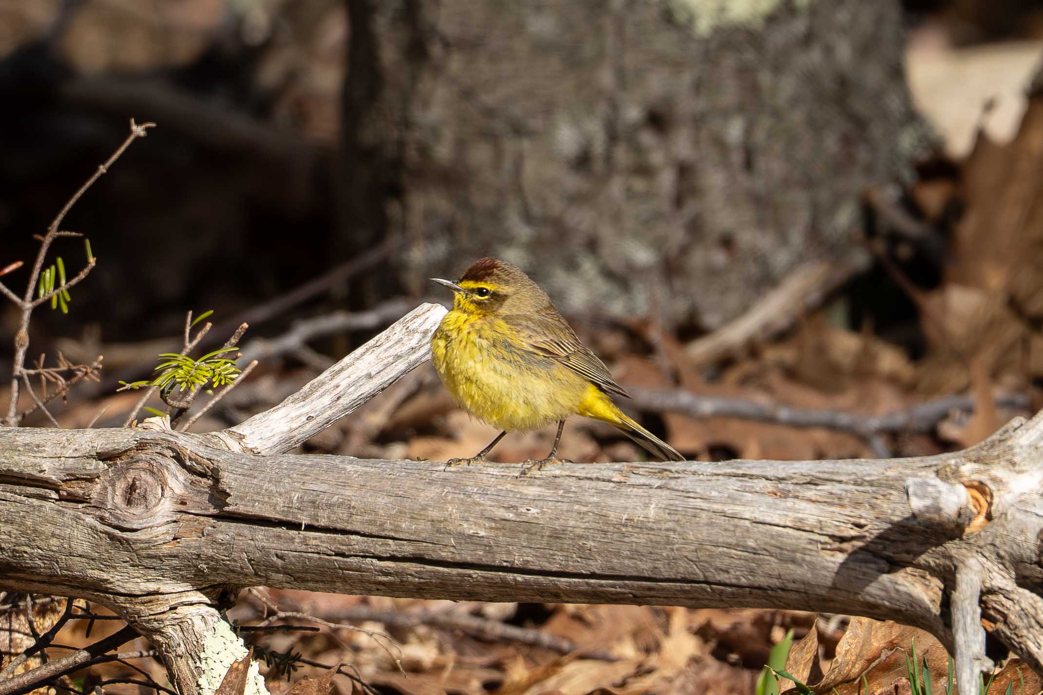 Palm Warbler