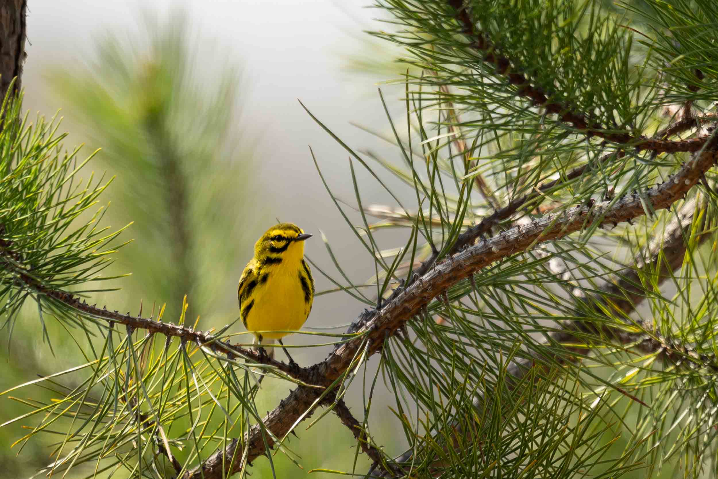 Prairie Warbler