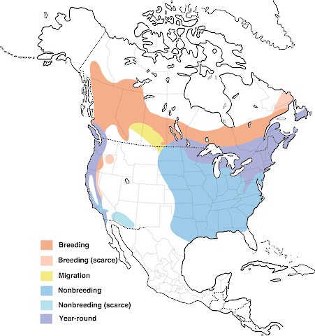 Purple Finch range map