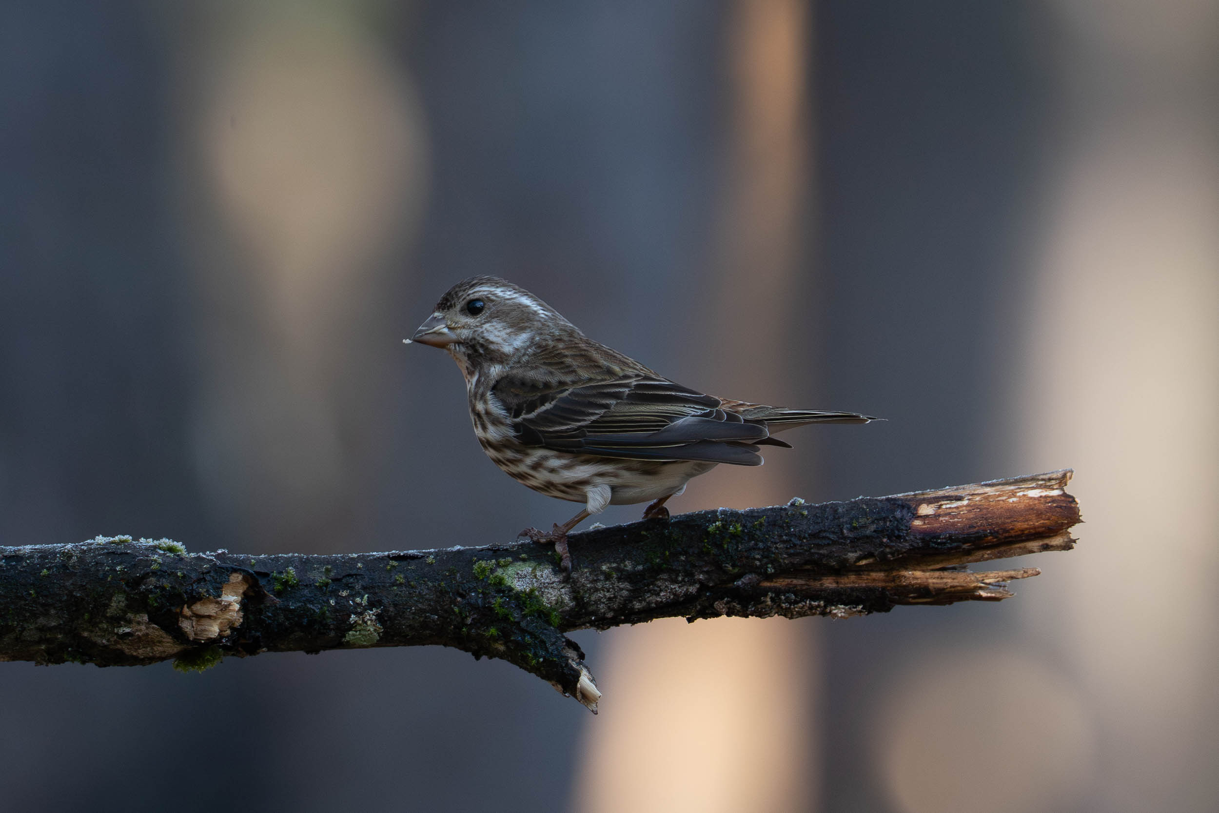 Purple Finch
