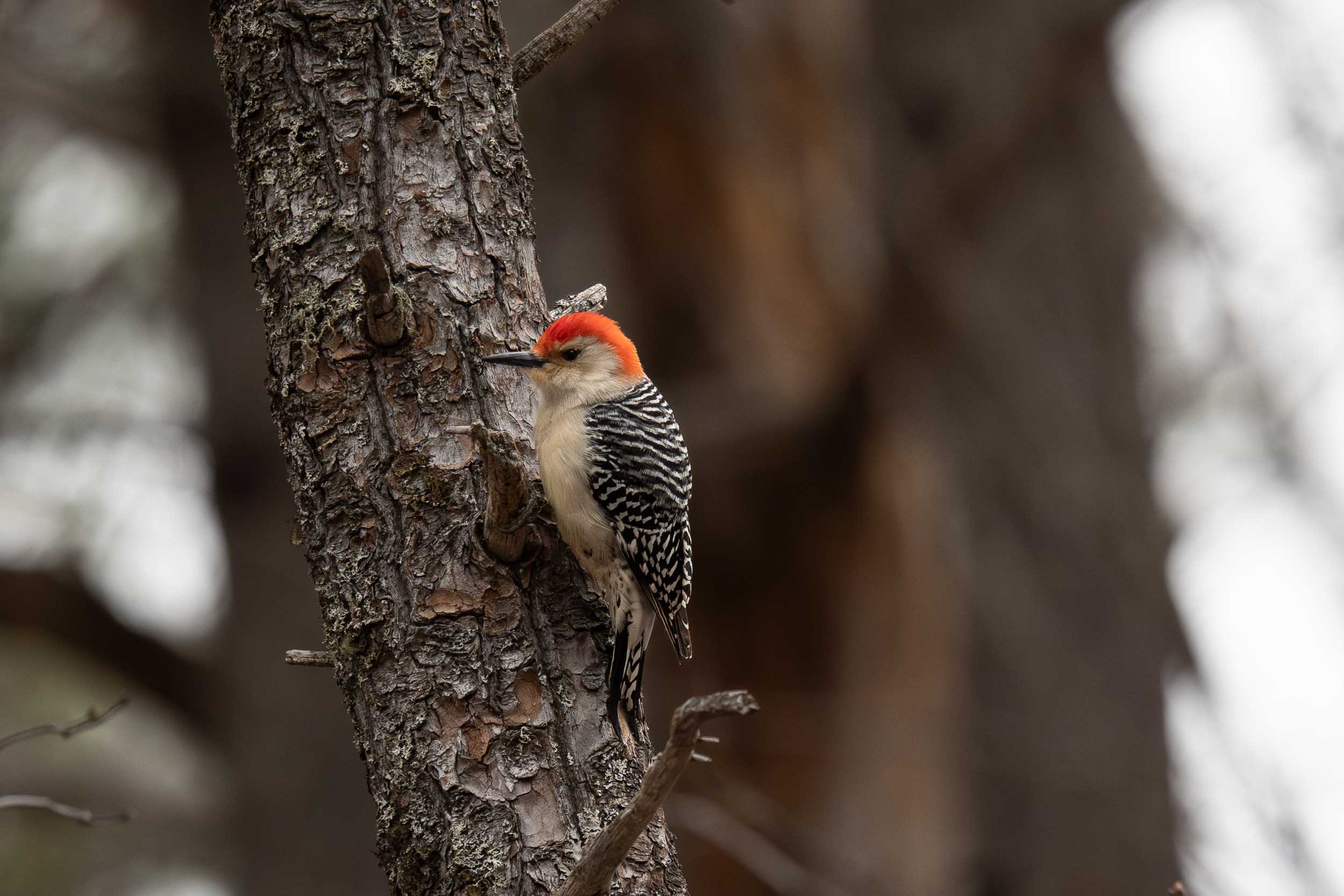 Red-bellied Woodpecker