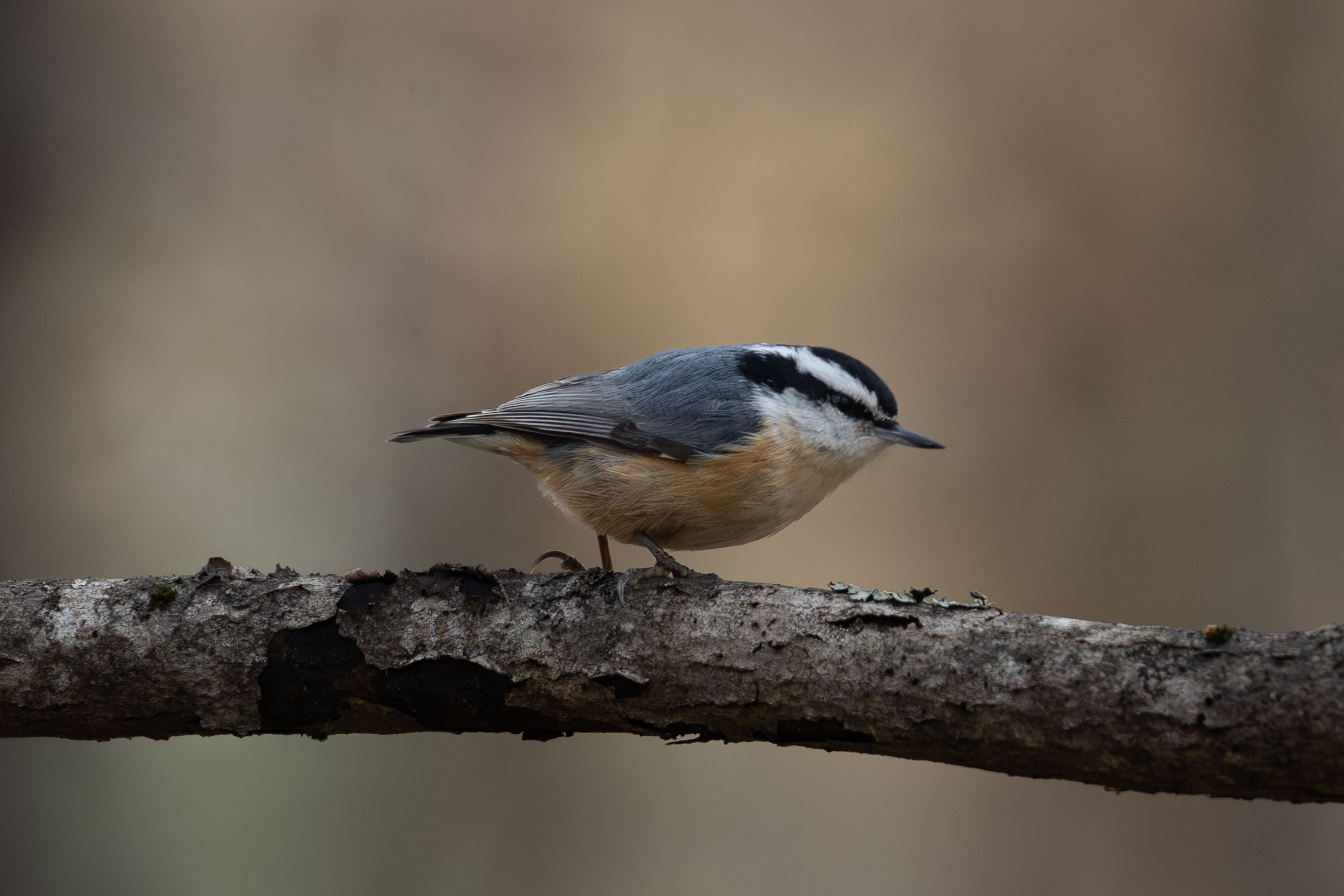Red-breasted Nuthatch