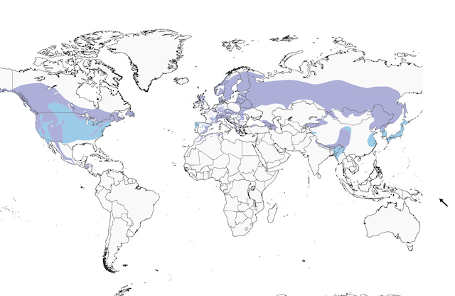Red Crossbill range map