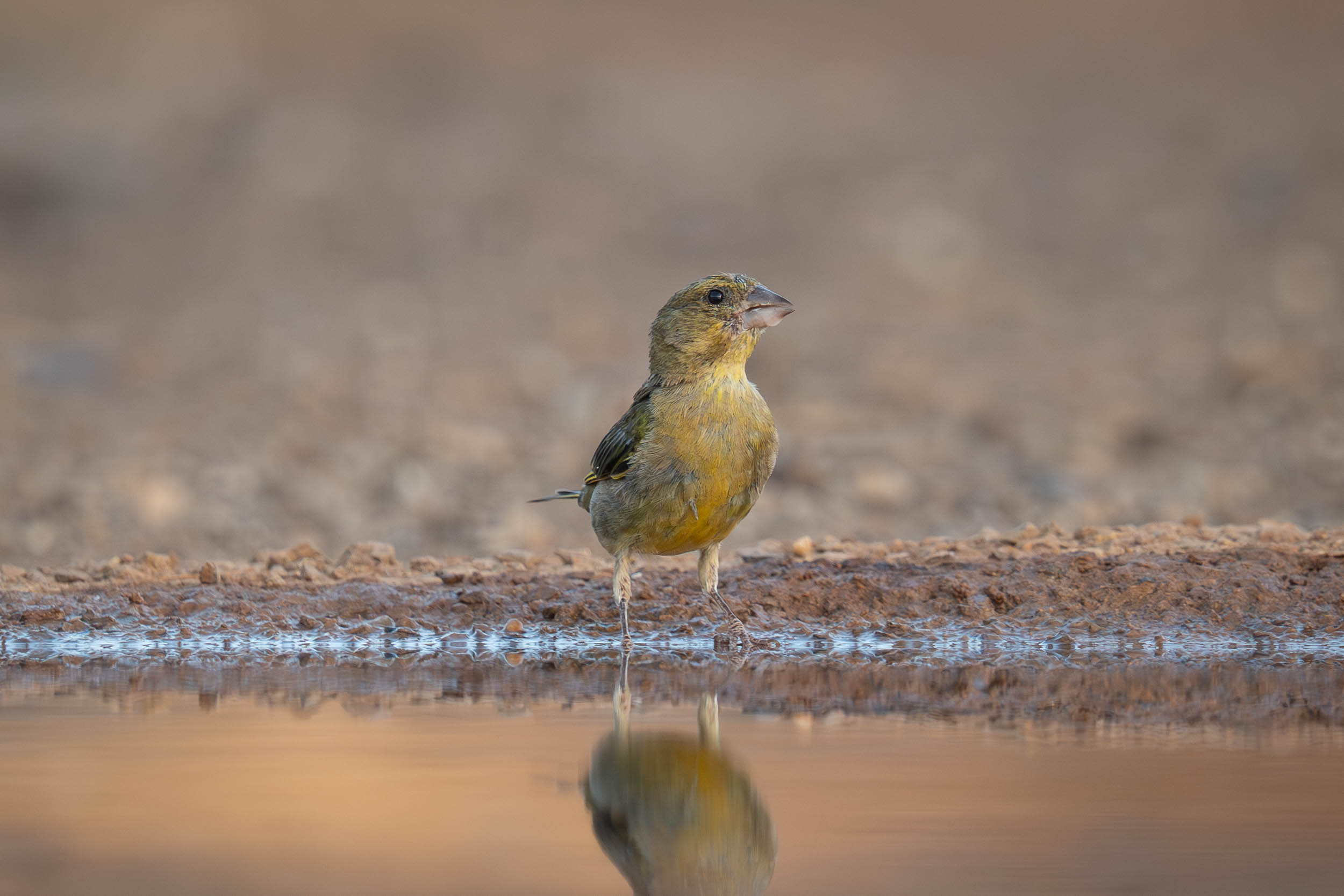 Red Crossbill