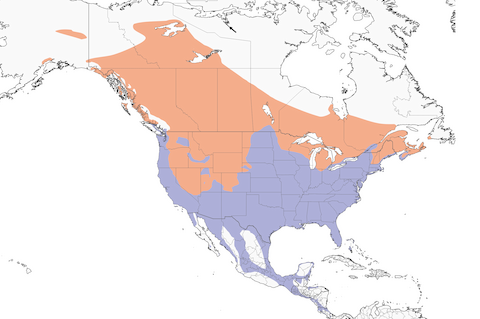 Red-winged Blackbird range map