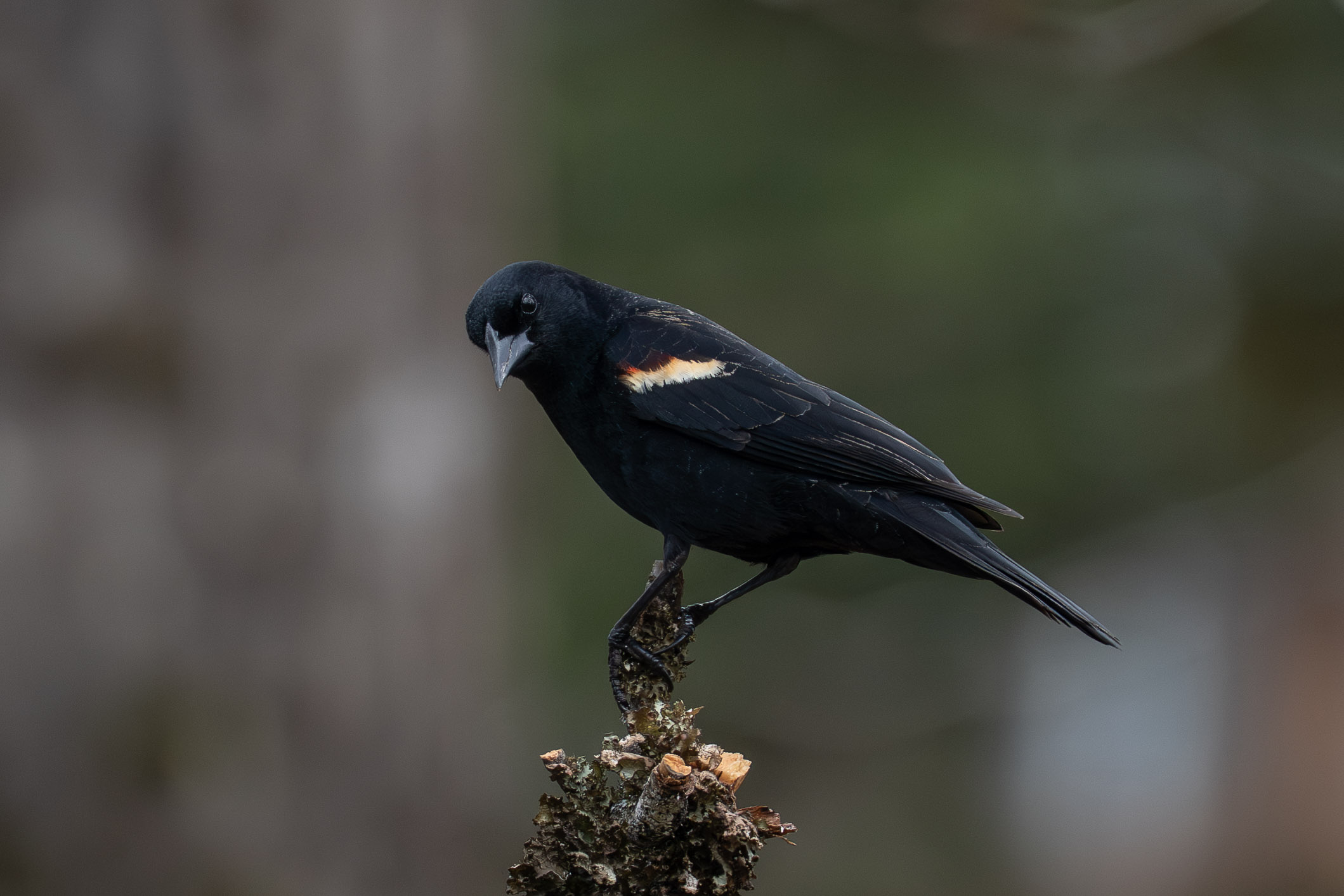 Red-winged Blackbird