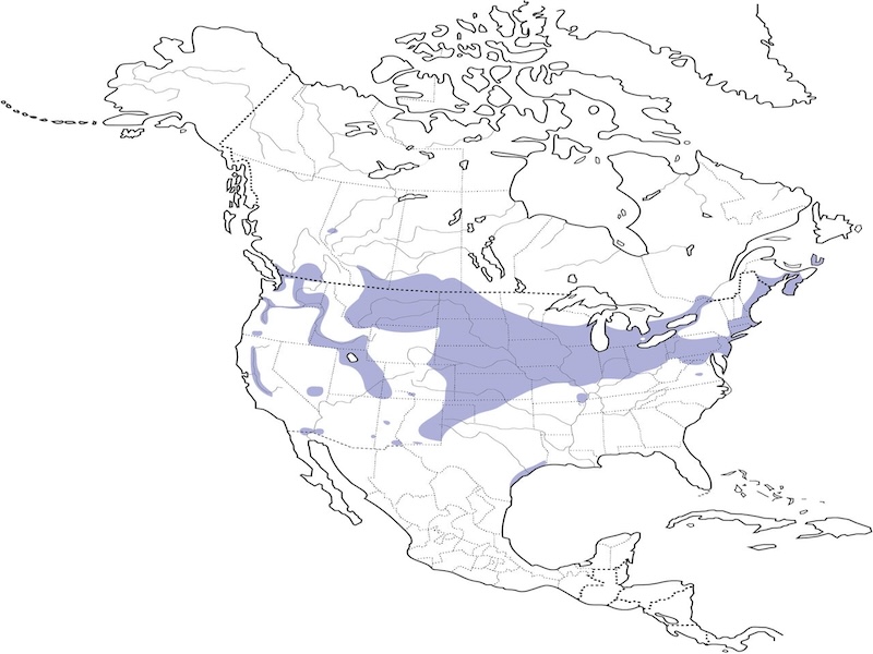 Ring Necked Pheasant range map
