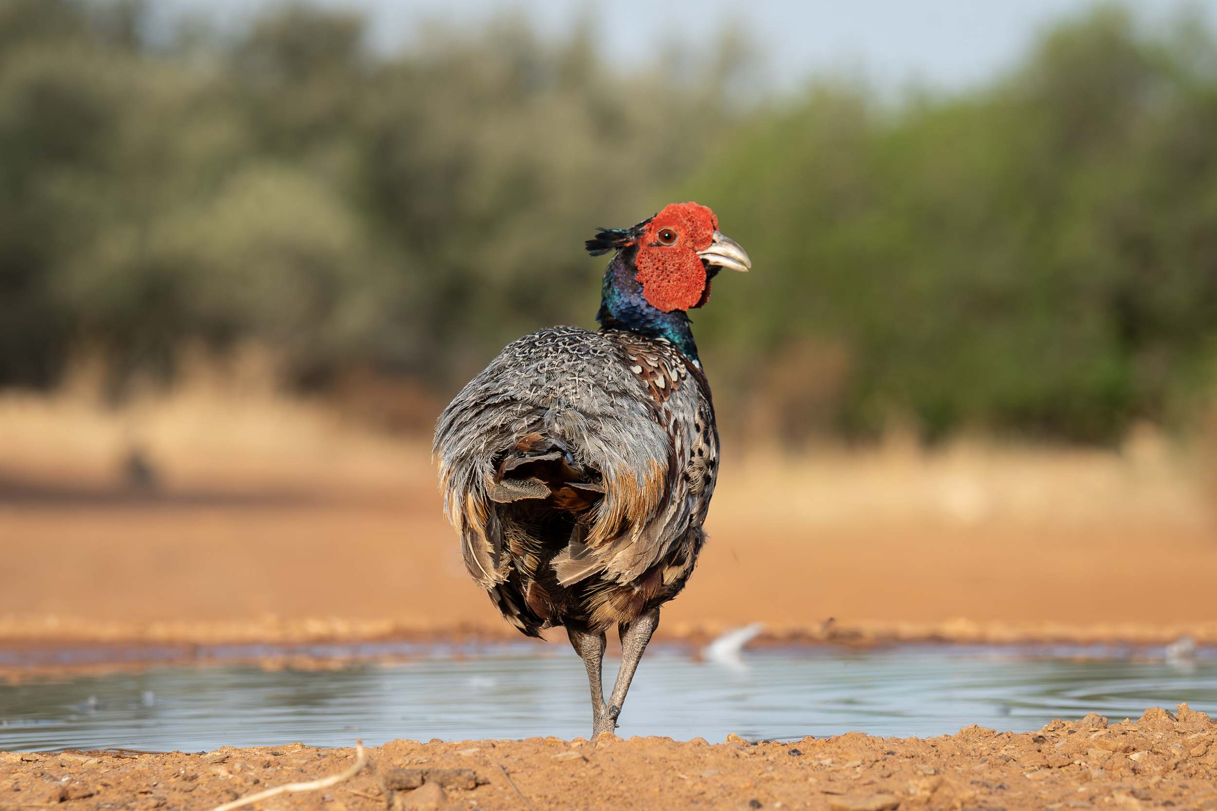 Ring-necked Pheasant