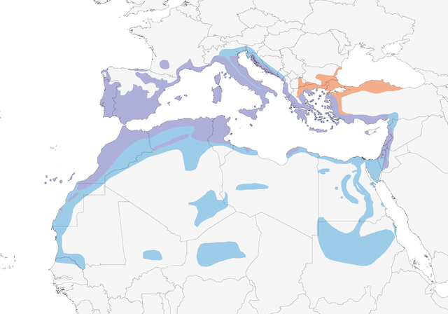 Sardinian Warbler range map