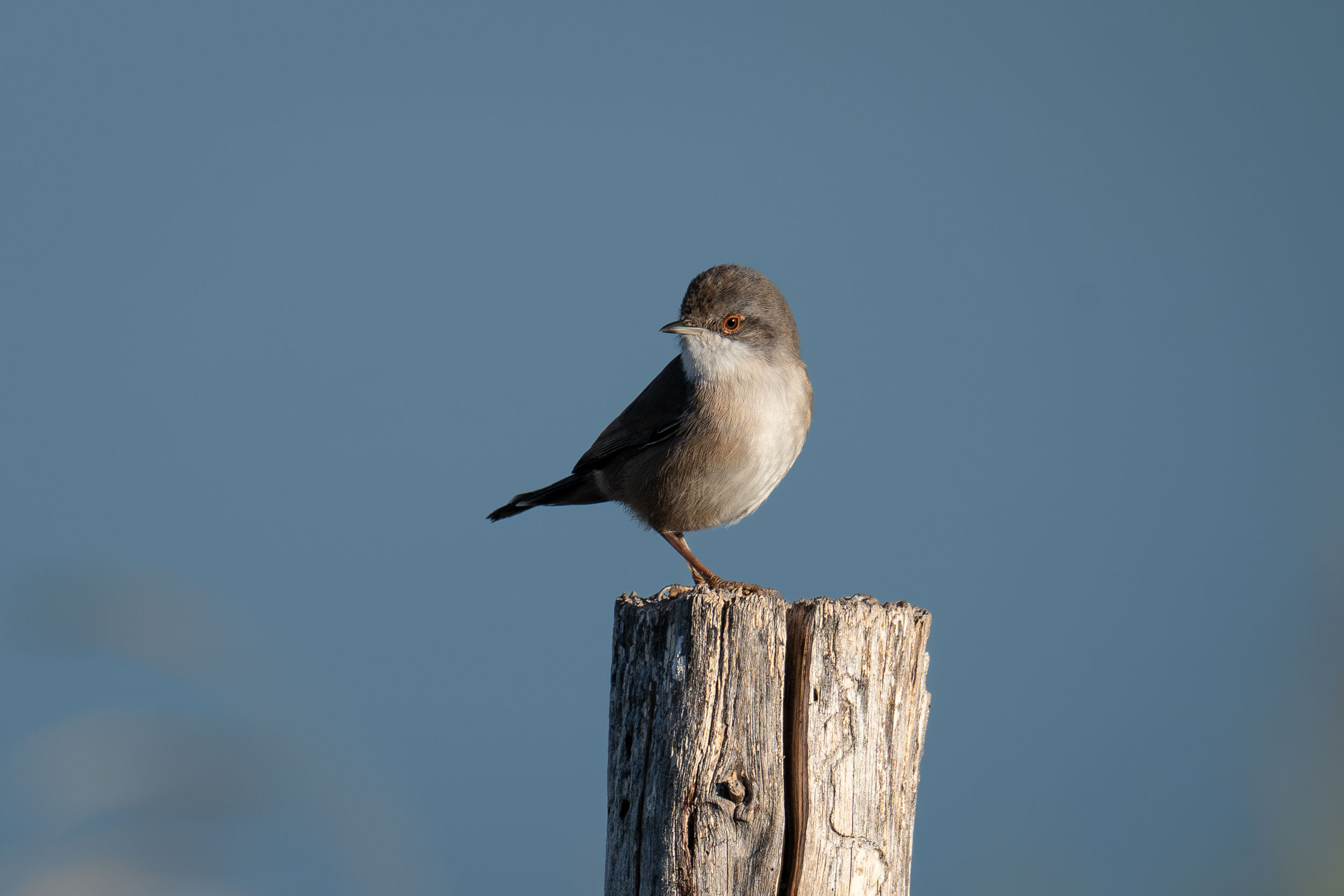 Sardinian Warbler