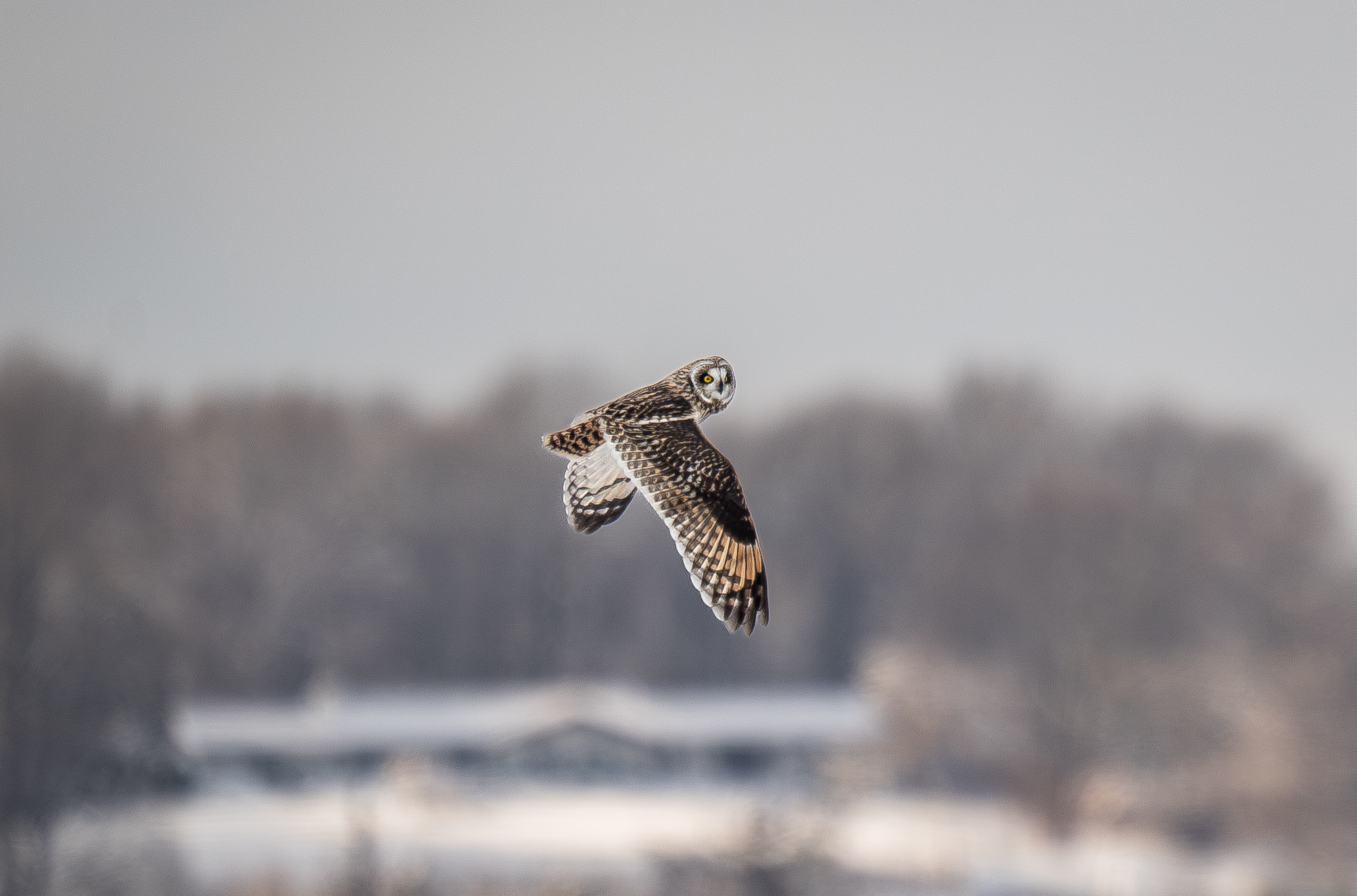 Short-eared Owl