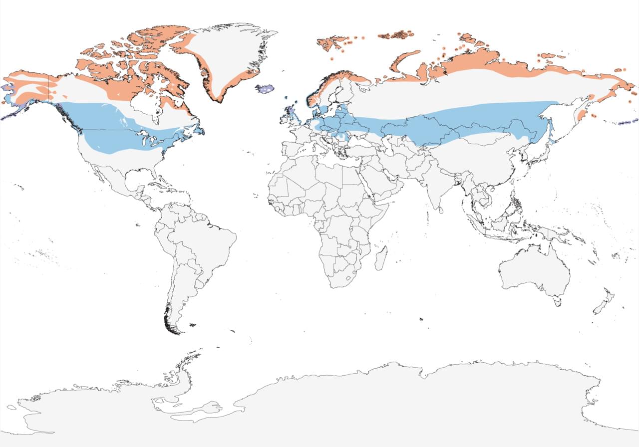 Snow Bunting range map