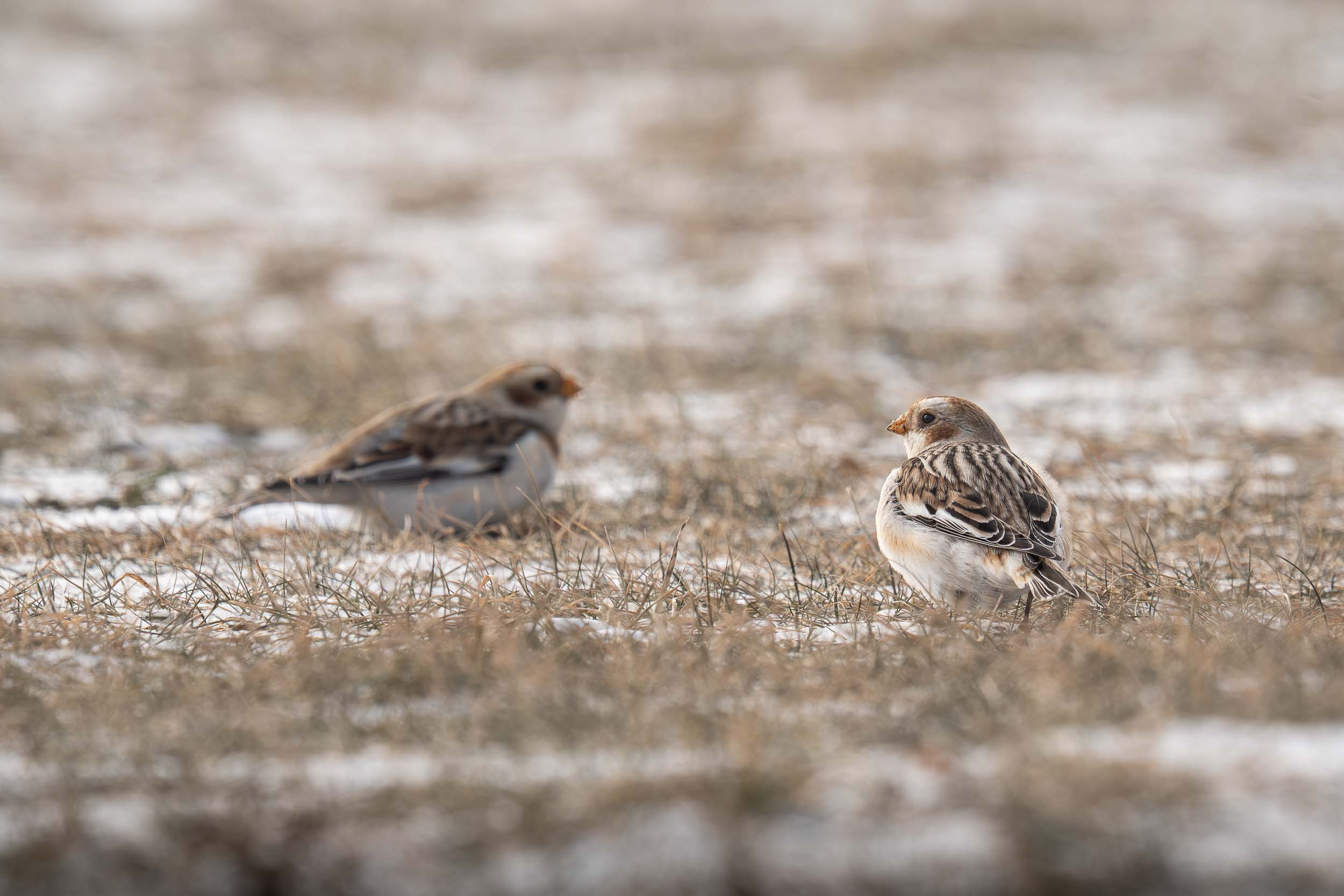 Snow Bunting